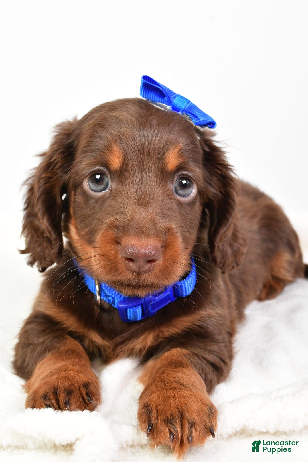 Miniature Dachshund dogs for sale: Ranger - Image 2
