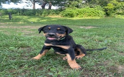 Rottweiler dogs for sale: Vans - Image 8