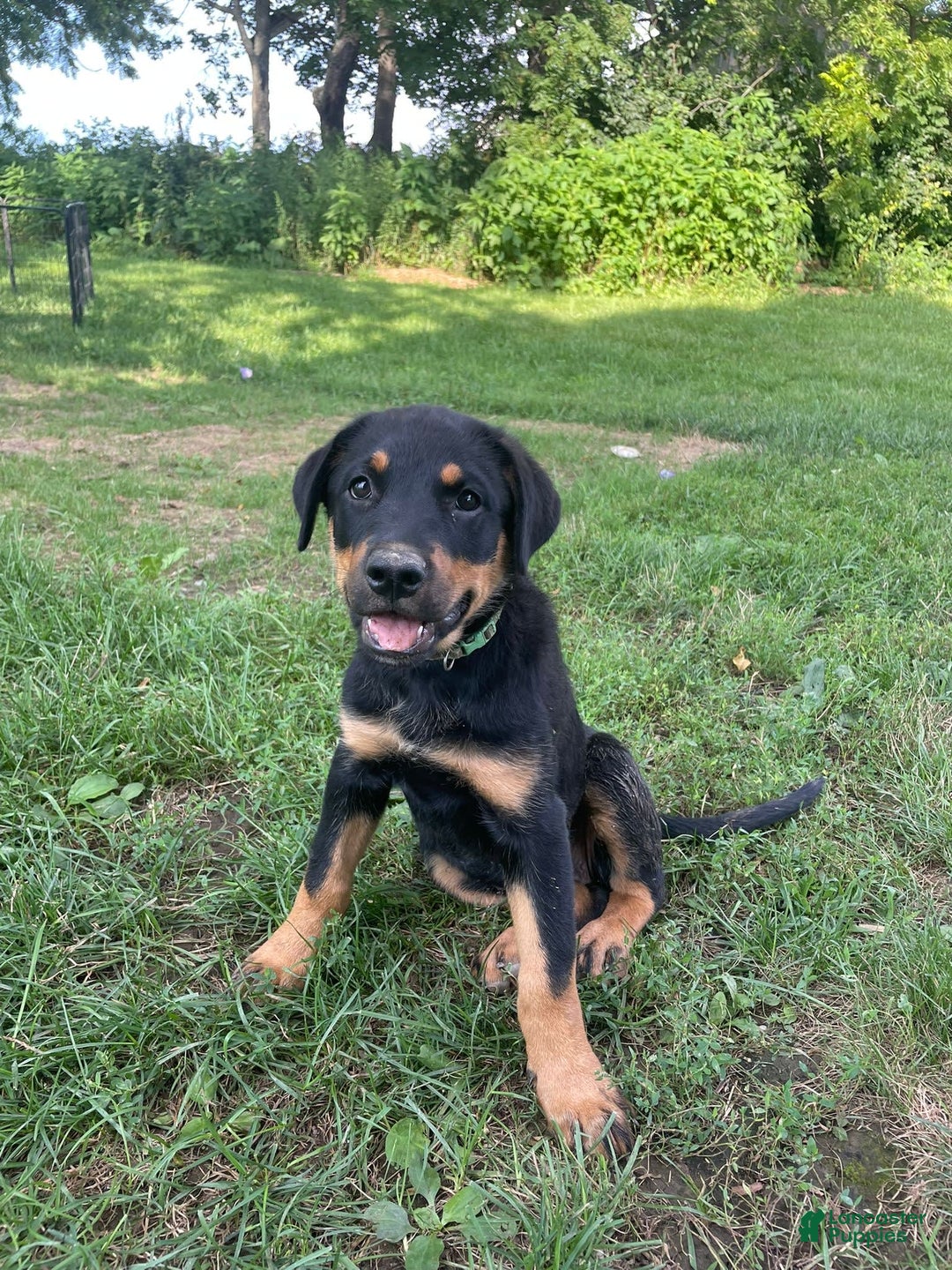 Rottweiler dogs for sale: Vans - Image 8