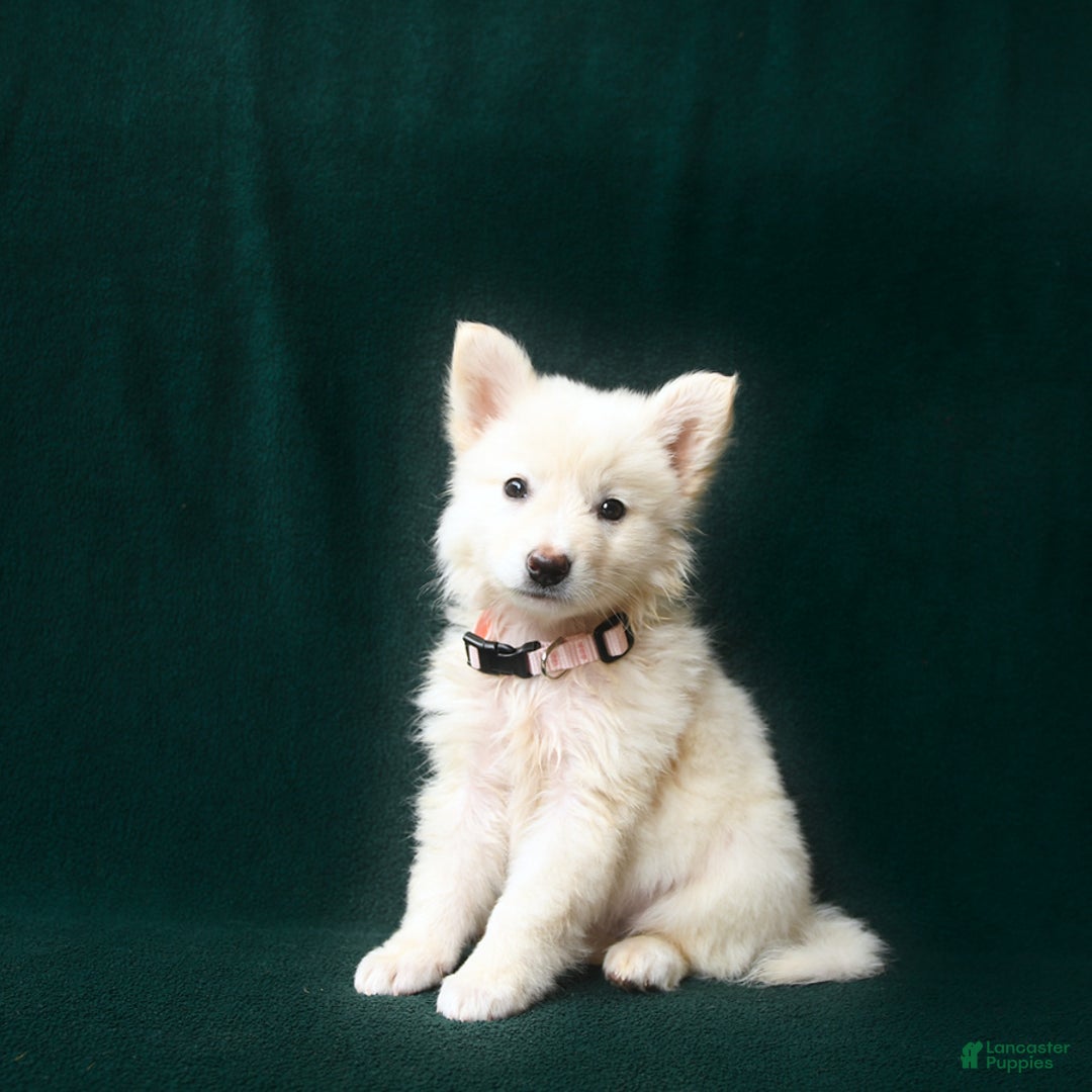 American Eskimo dogs for sale: Stella - Image 2