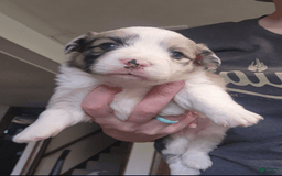 Welsh Corgi Pembroke dogs for sale: Boy 2 - Image 3