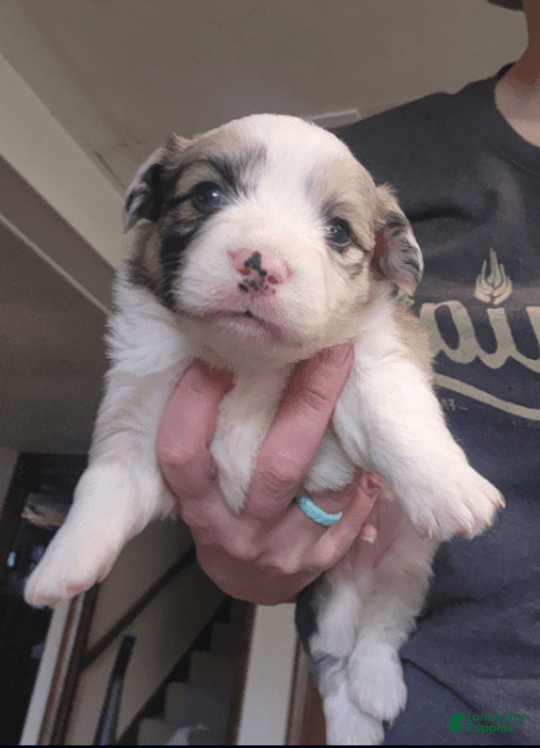Welsh Corgi Pembroke dogs for sale: Boy 2 - Image 3