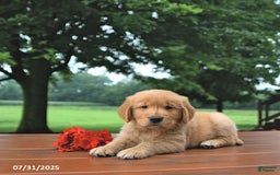 Golden Retriever dogs for sale: Golden Retriever 8 puppies - Image 12