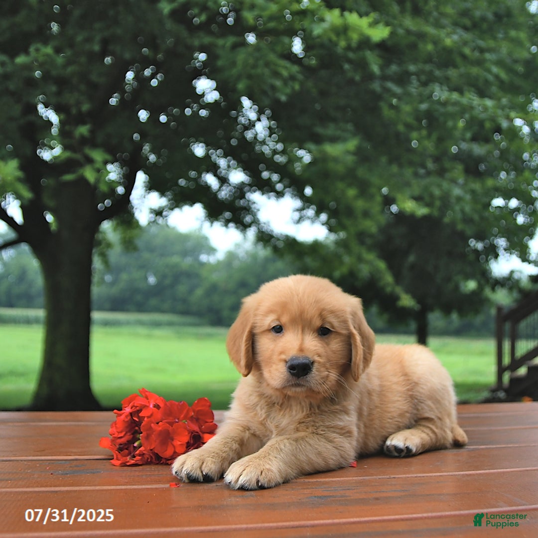 Golden Retriever dogs for sale: Golden Retriever 8 puppies - Image 12