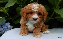 Cavapoo dogs for sale: Ace - Image 5