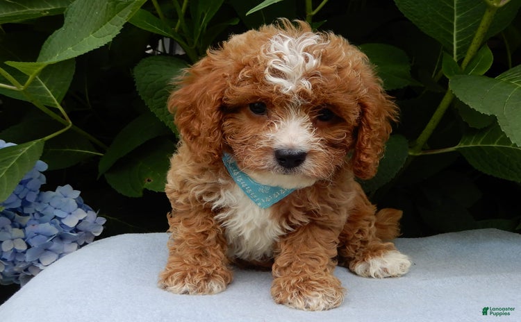Cavapoo dogs for sale - Ad 3