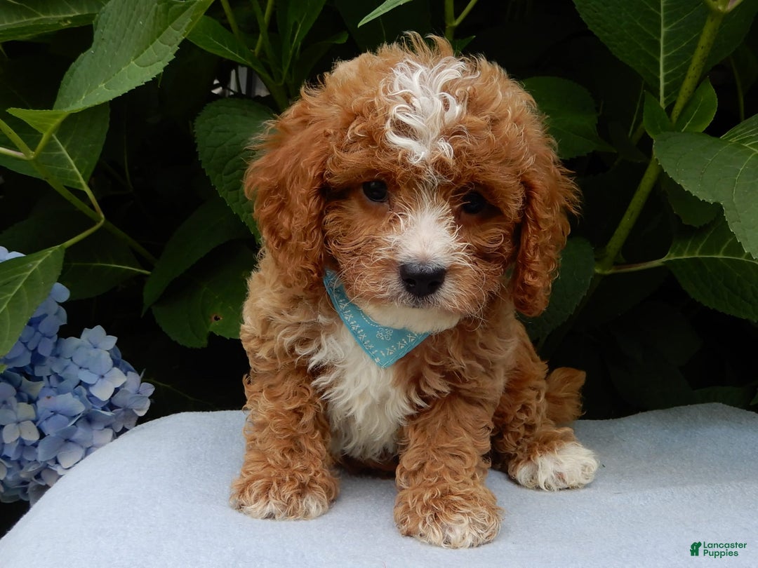 Cavapoo dogs for sale: Ace - Image 5