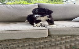 Bernedoodle dogs for sale: Kaia - Image 1
