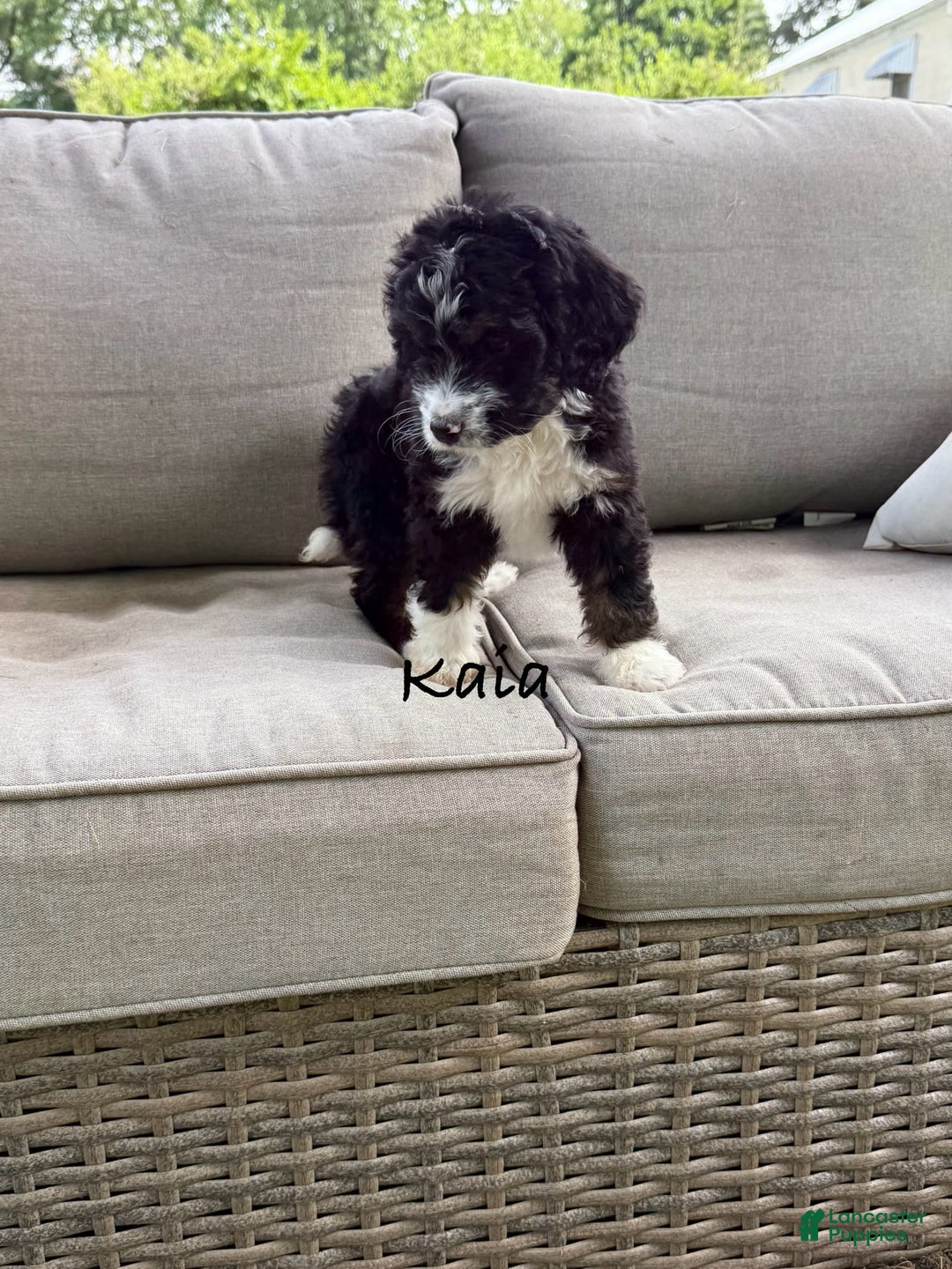 Bernedoodle dogs for sale: Kaia - Image 1