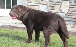 Labrador Retriever dogs for sale: Bella - Image 15