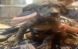 Great Dane dogs for sale: Wilson - Image 1