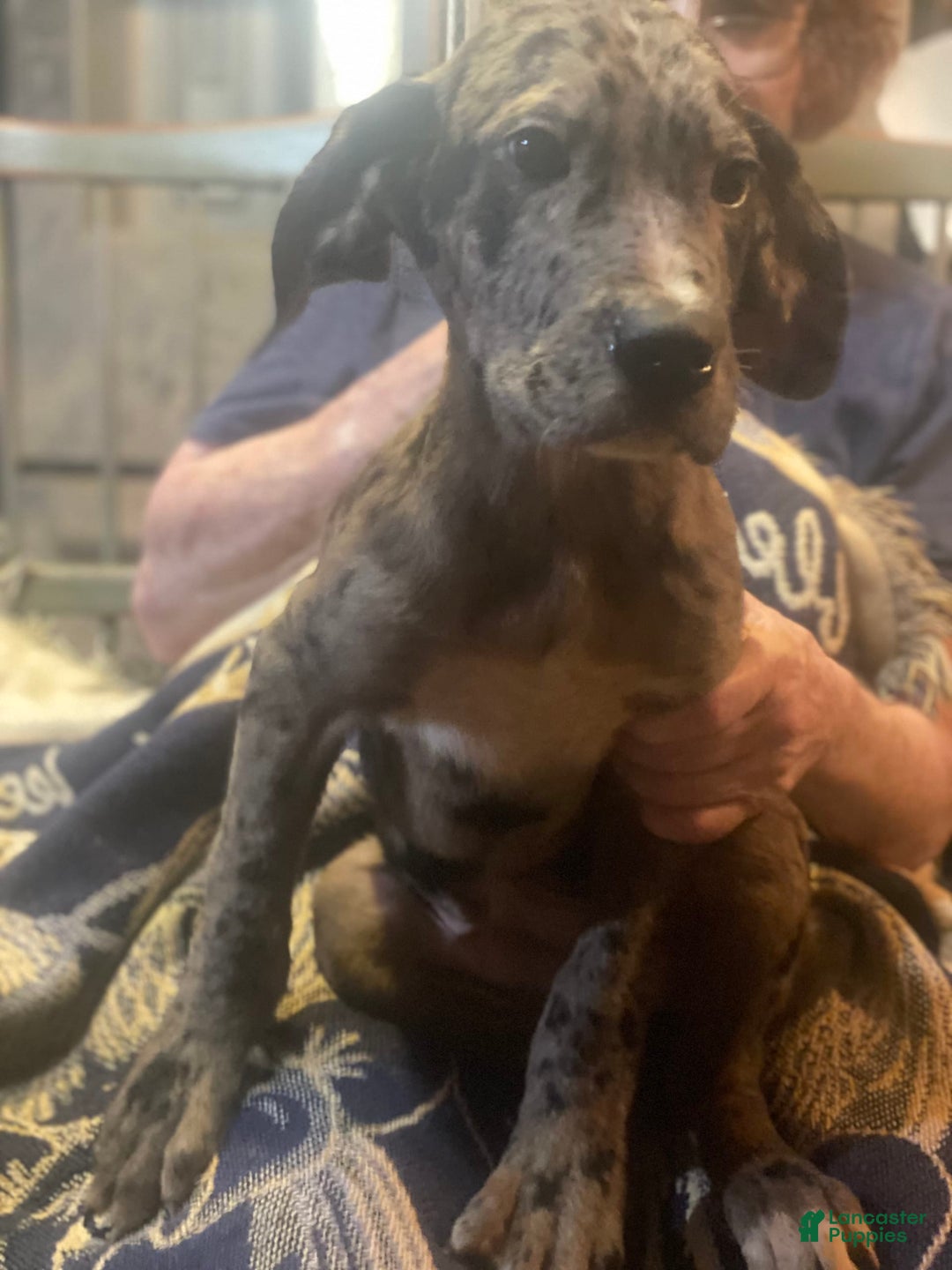 Great Dane dogs for sale: Wilson - Image 1
