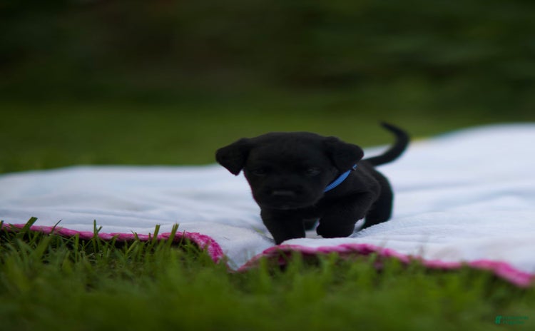 Cane Corso dogs - Advert 26