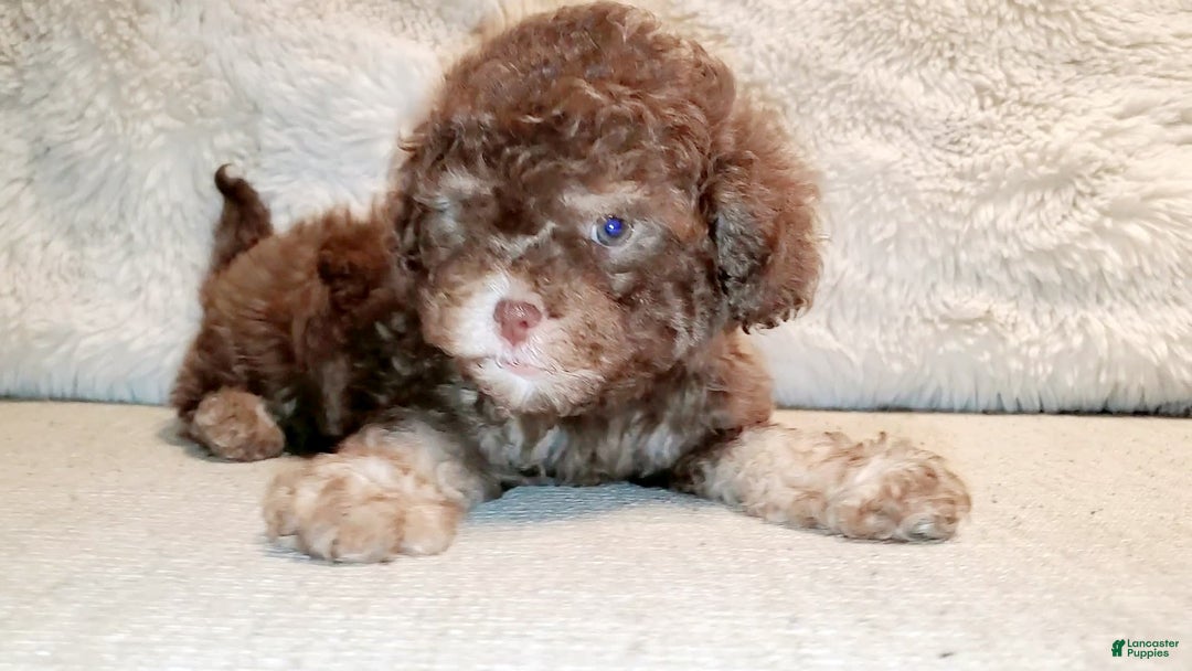 Maltipoo dogs for sale: Coconut - Image 11