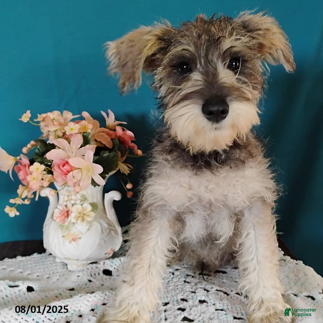 Miniature Schnauzer dogs for sale: Charlie - Image 10