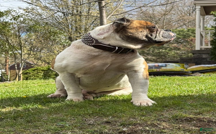 American Bulldog dogs for sale - Ad 1