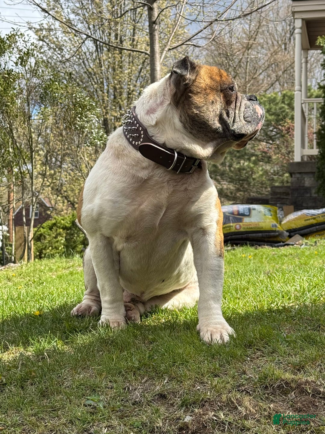 American Bulldog dogs for sale: Sonny - Image 1