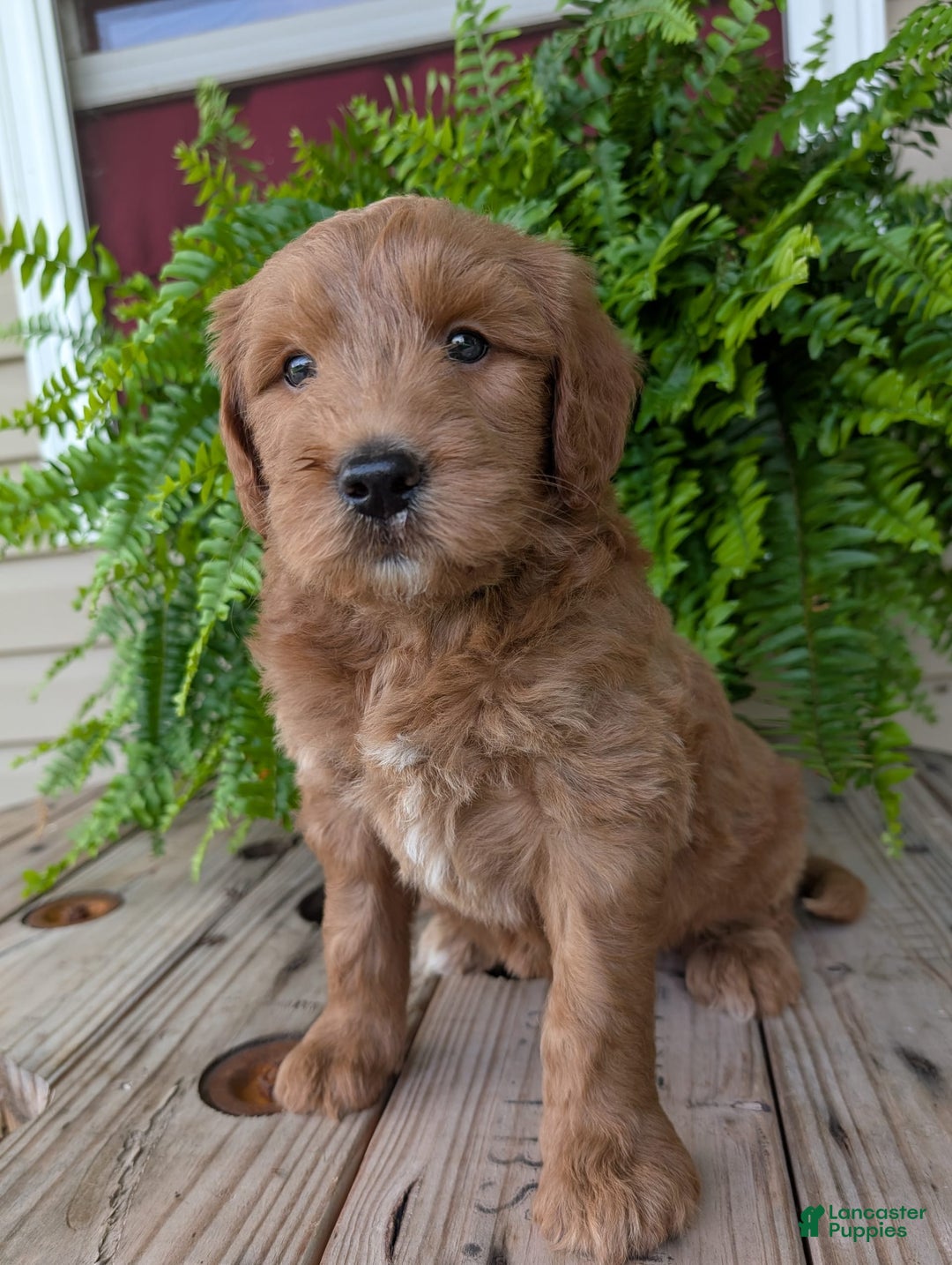 Goldendoodle dogs for sale: Cash - Image 26