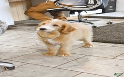 Goldendoodle dogs for sale: Archie - Image 4