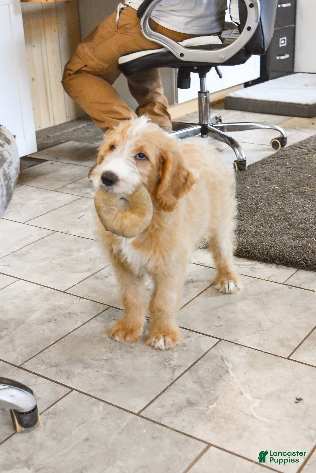 Goldendoodle dogs for sale: Archie - Image 4