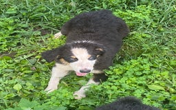 Australian Shepherd dogs for sale: Diva - Image 6