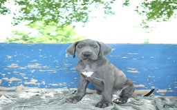 Great Dane dogs for sale: Lenore - Image 6