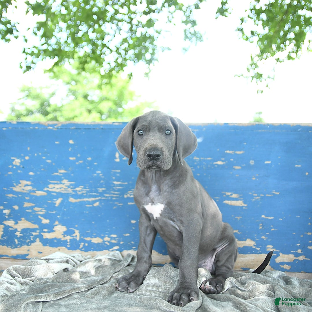 Great Dane dogs for sale: Lenore - Image 6