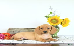 Miniature Dachshund dogs for sale: Mack - Image 3