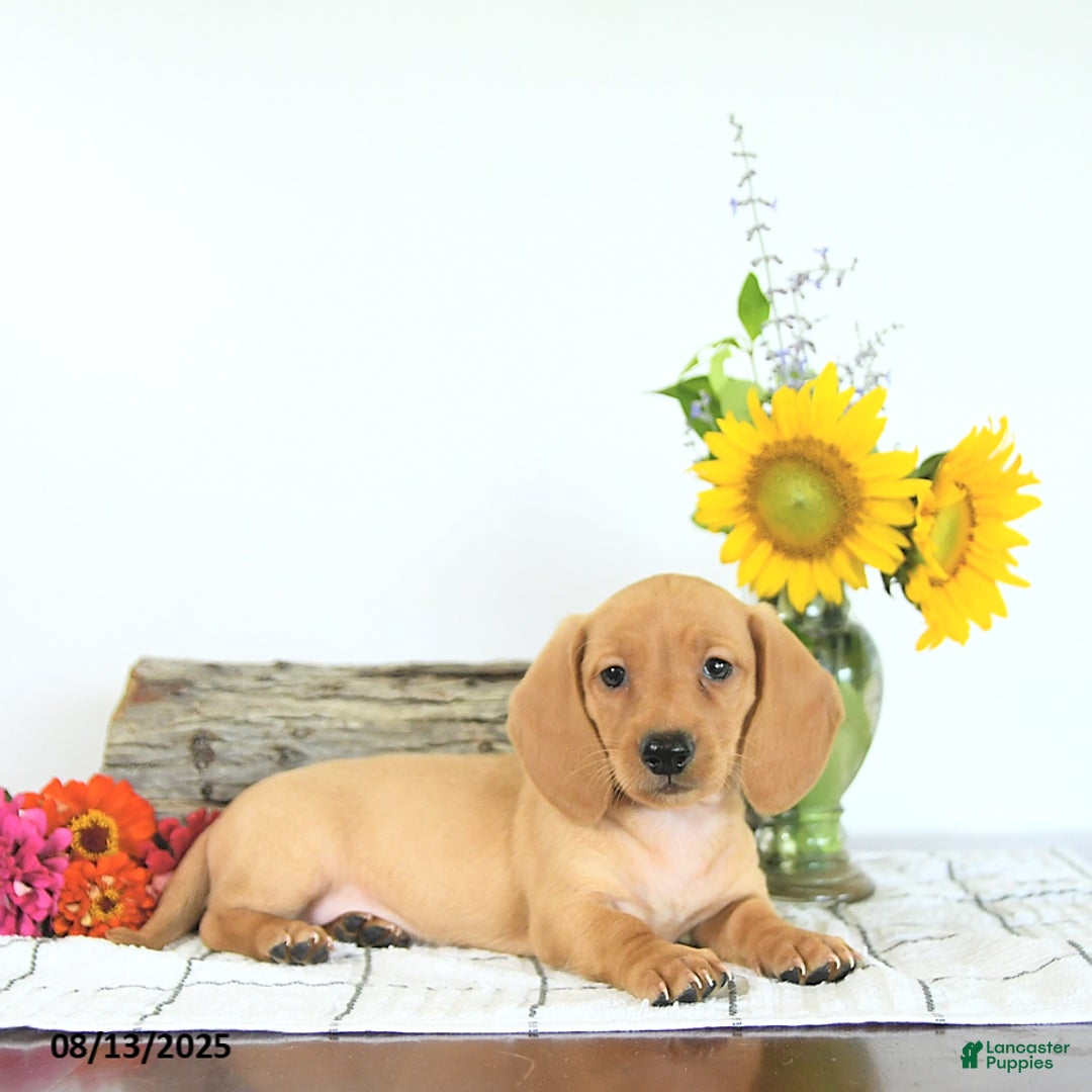 Miniature Dachshund dogs for sale: Mack - Image 3