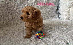 Maltipoo dogs for sale: Red - Image 3