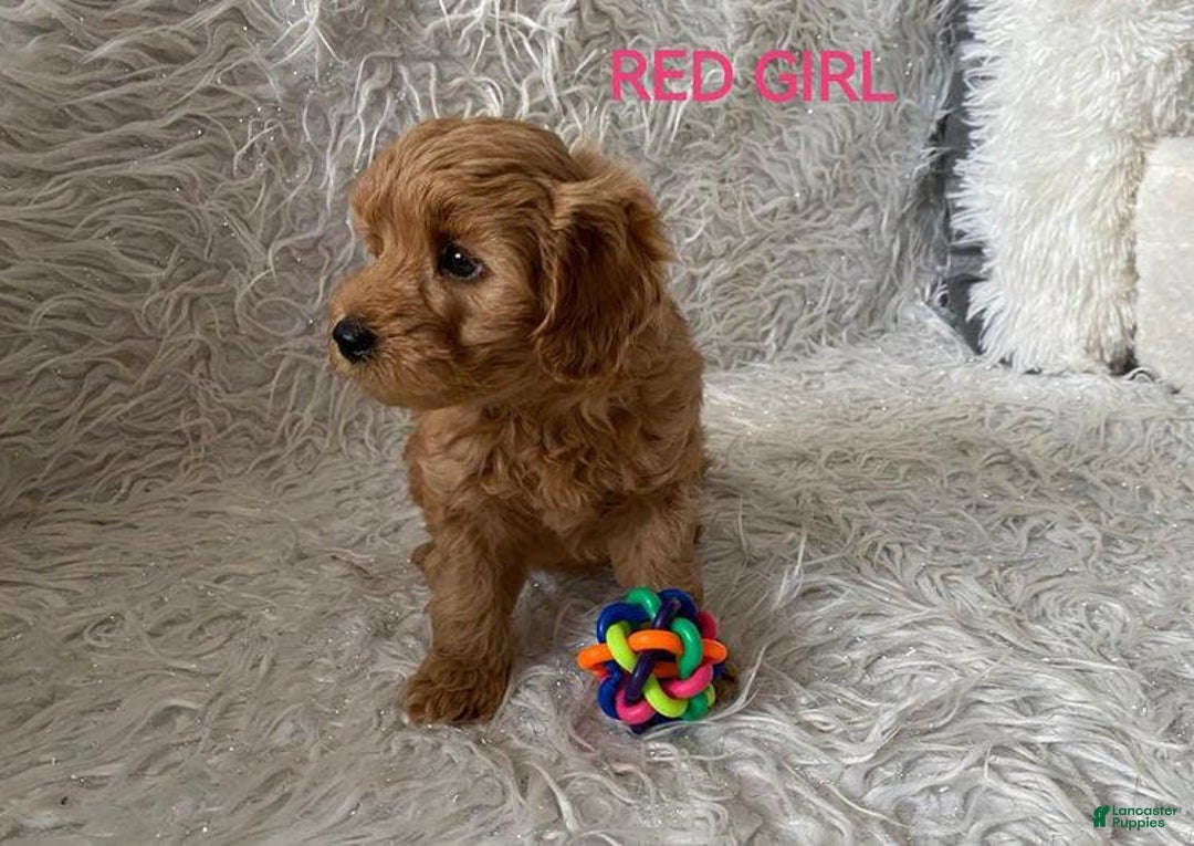 Maltipoo dogs for sale: Red - Image 3