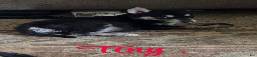 Tiny