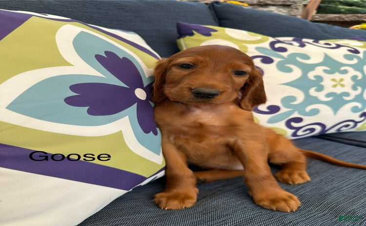 Irish Setter dogs for sale - Ad 2