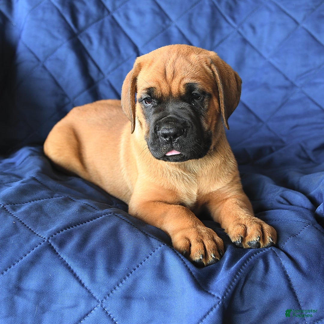 Cane Corso dogs for sale: Reeses - Image 8
