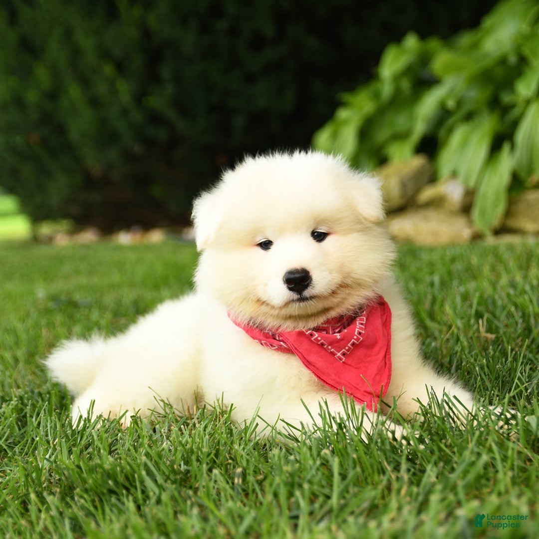 Samoyed dogs for sale: Logan - Image 1