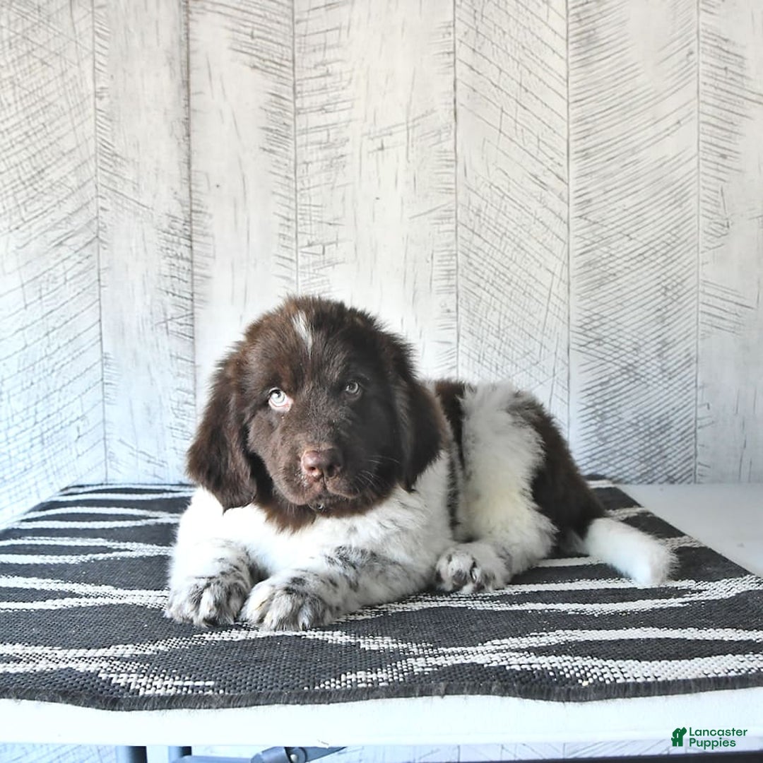 Newfoundland dogs for sale: Jasper - Image 8