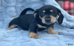 Dachshund dogs for sale: Stormy - Image 4