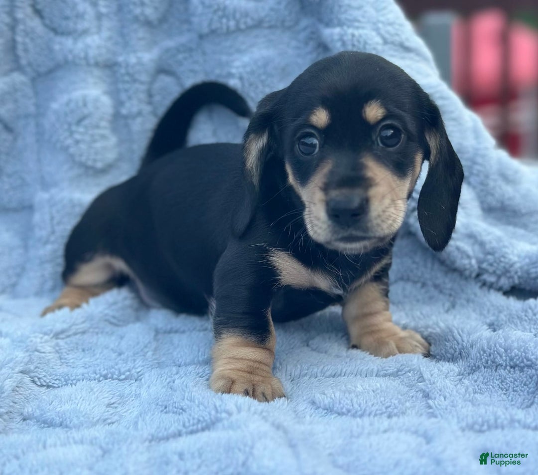 Dachshund dogs for sale: Stormy - Image 4