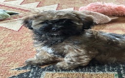 Shihpoo dogs for sale: Pickles - Image 3