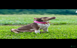American Bully dogs for sale: Ms Daisy - Image 8