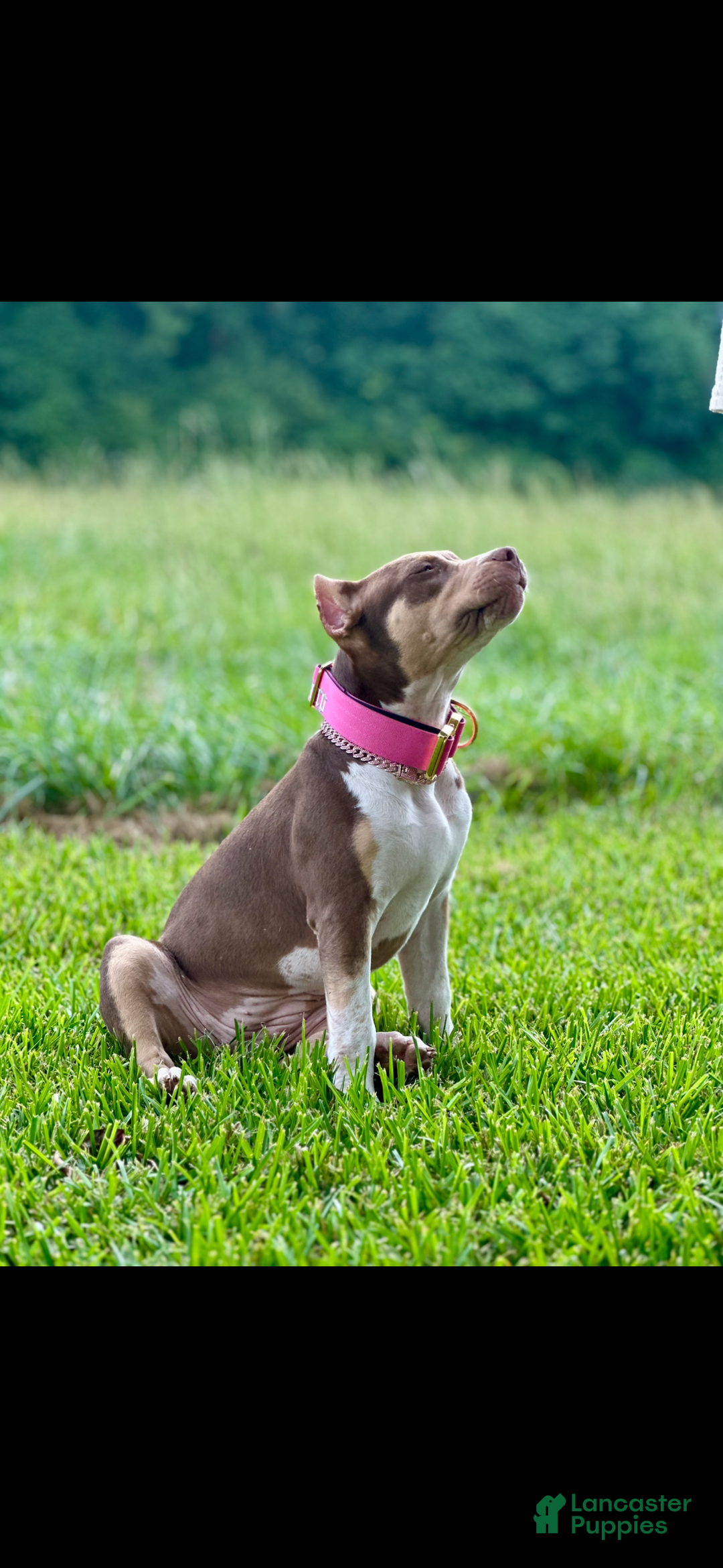 American Bully dogs for sale: Ms Daisy - Image 8