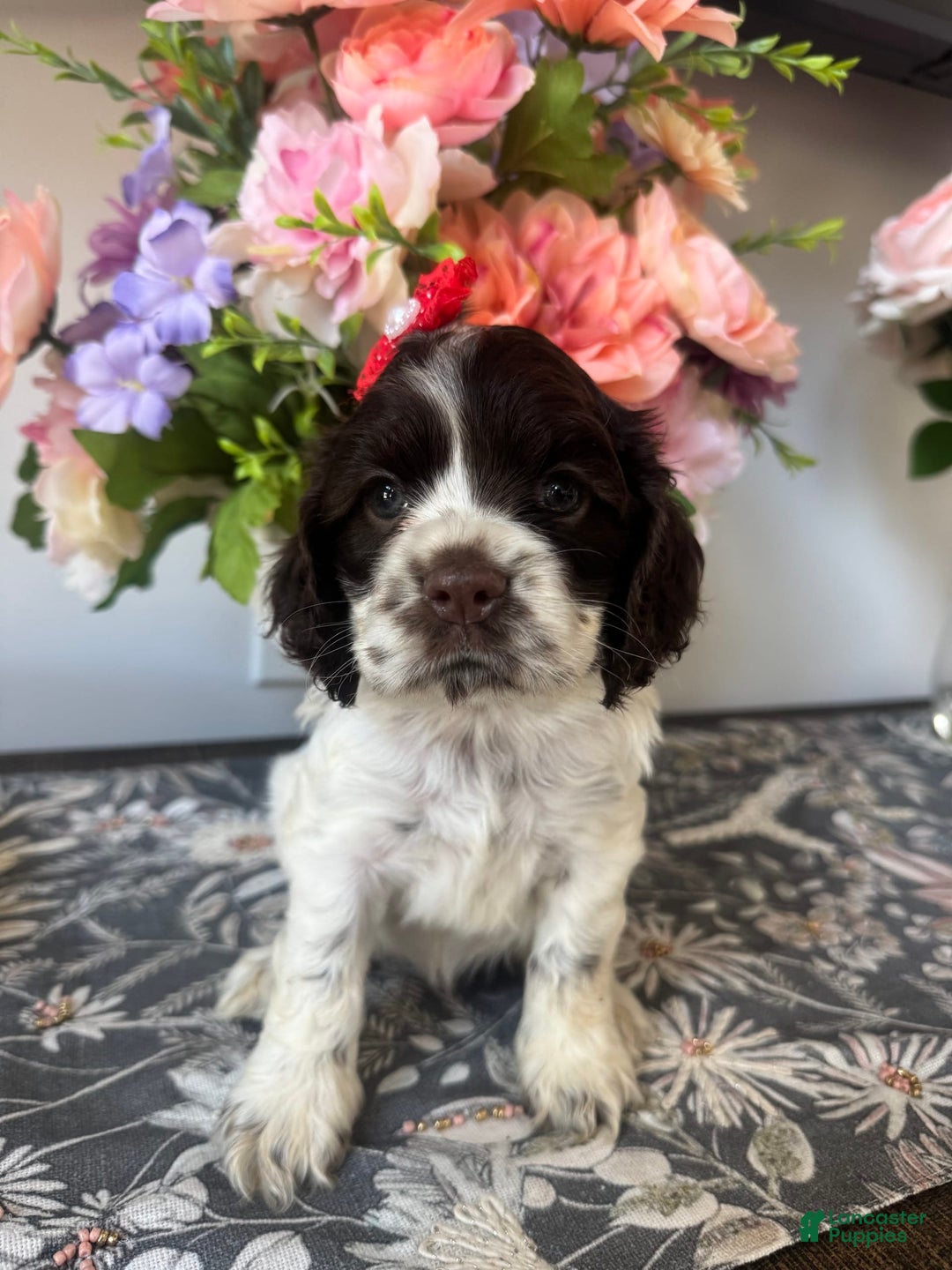 Cocker Spaniel dogs for sale: Lucy - Image 1