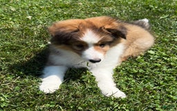 Shetland Sheepdog dogs for sale: Chiller - Image 2