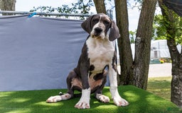 Great Dane dogs for sale: Missy - Image 17