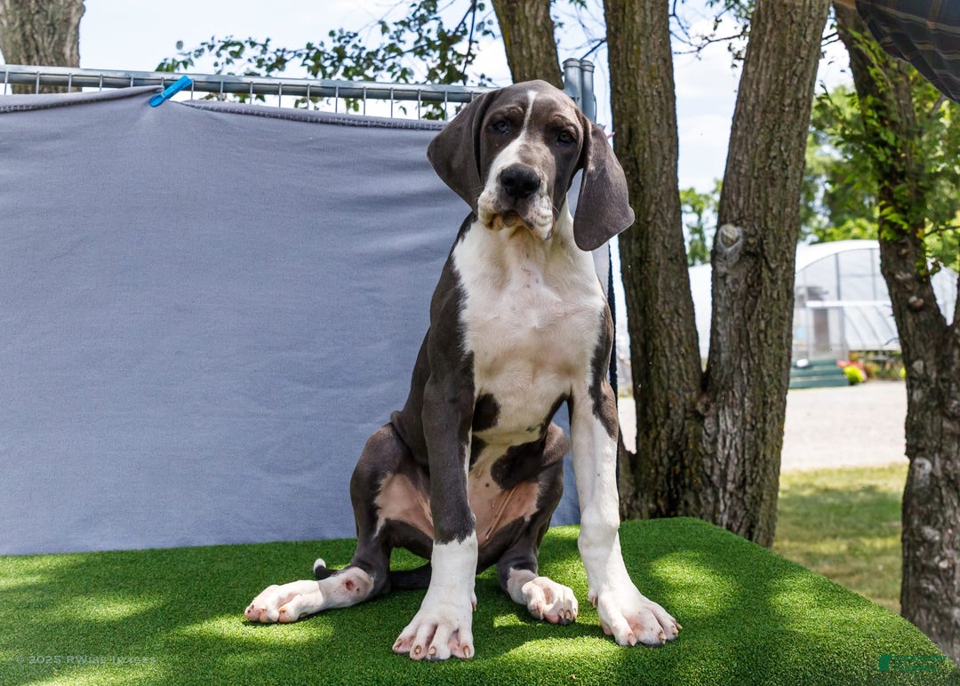Great Dane dogs for sale: Missy - Image 17