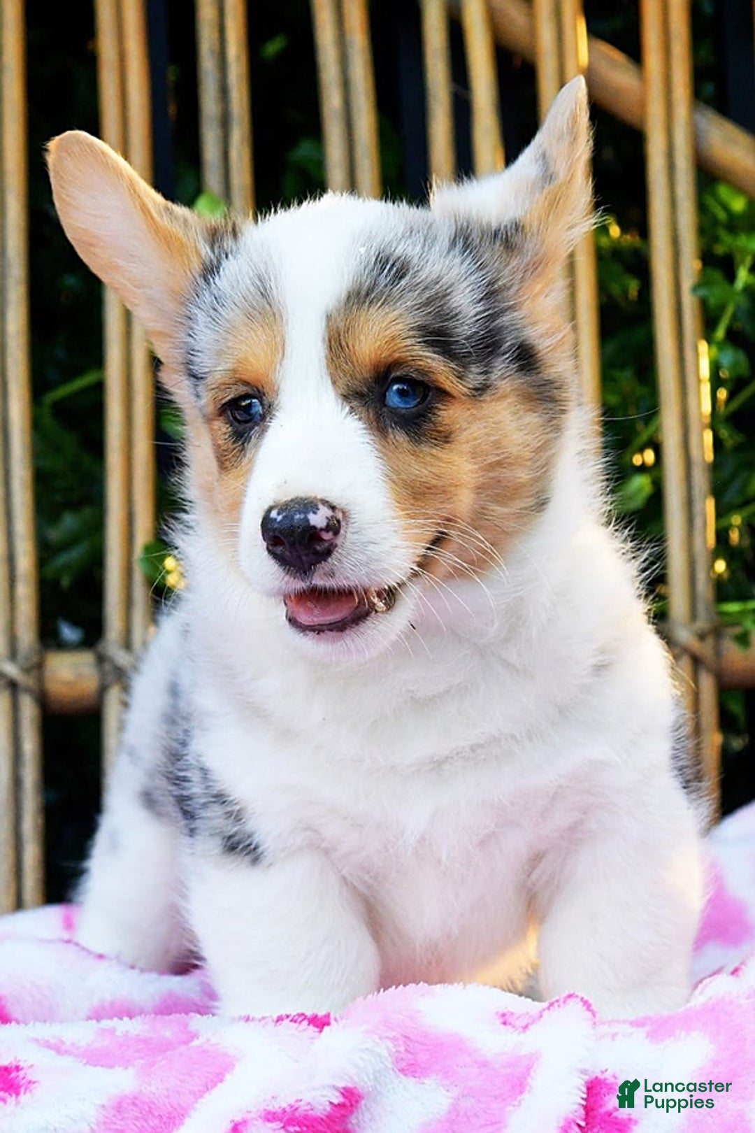 Welsh Corgi Pembroke dogs for sale: Georgie - Image 3