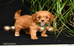 Teddy Bear dogs for sale: Rawlings - Image 2