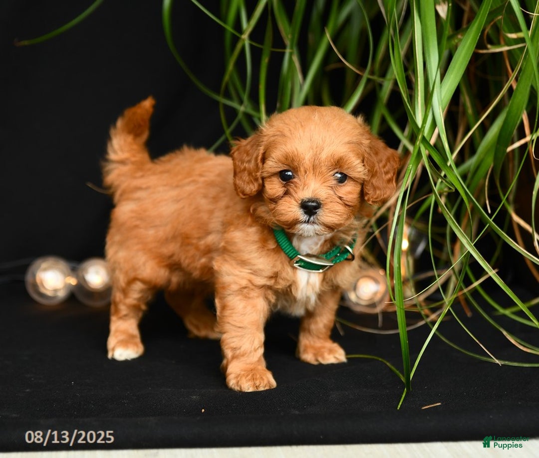Teddy Bear dogs for sale: Rawlings - Image 2