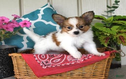 Papillon dogs for sale: Scout - Image 3
