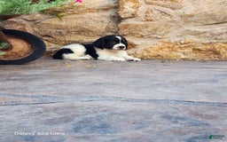 English Springer Spaniel dogs for sale: Eddie - Image 4